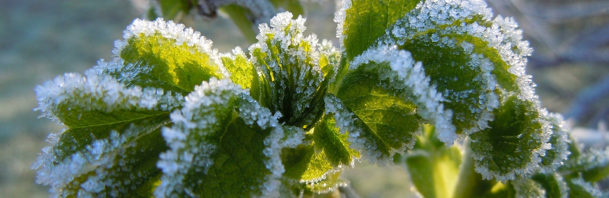 Заморозками пугают камчатцев синоптики